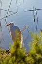 Snowy egret standing on the shoreline of a pond in bright sunlight Royalty Free Stock Photo