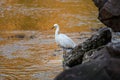 Snowy egret standing on a stone near water reflecting sunlight  blurred background Royalty Free Stock Photo