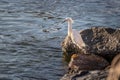 Snowy egret standing on a stone near water reflecting sunlight  blurred background Royalty Free Stock Photo