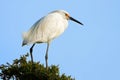 Snowy Egret Standing in a Tree Top Royalty Free Stock Photo