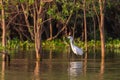 Snowy Egret standing in water Royalty Free Stock Photo