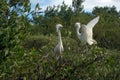 Snowy Egret Standoff Royalty Free Stock Photo