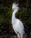 Snowy egret stands tall facing in left profile at Myakka river State Park Royalty Free Stock Photo