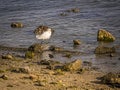 Snowy Egret Strolling on a Rocky Florida Shore Royalty Free Stock Photo