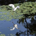 Snowy Egret Taking Flight from Above and Below Royalty Free Stock Photo