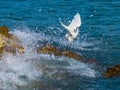 Snowy Egret Taking Flight as a Wave Splashes Royalty Free Stock Photo