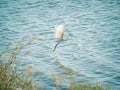 Snowy Egret Taking Flight over a Lake Royalty Free Stock Photo