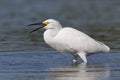 Snowy Egret tossing a small fish in the air - Pinellas County, Florida