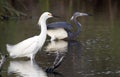 Snowy Egret and Tricolored heron walking in water on Hilton Head Island beach Royalty Free Stock Photo