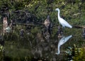Snowy Egret Versus Litter in His Home Royalty Free Stock Photo