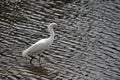 Snowy Egret Wading