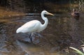 Snowy Egret Wading