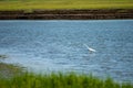 Snowy Egret wading across marsh along New Jersey shore Royalty Free Stock Photo