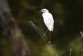 Snowy Egret wading bird at Pinckney Island National Wildlife Refuge