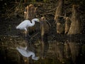 Snowy Egret Wading Among  Cypress Knees Royalty Free Stock Photo