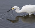 Snowy Egret Wading and Fishing gets a shrimp Royalty Free Stock Photo