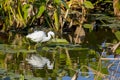 Snowy Egret Wading In A Pond Full Of Vegetation