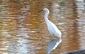 Snowy Egret wading in the Okefenokee Swamp in the fall at sunset