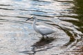 Snowy Egret wading with reflected light and ripple Royalty Free Stock Photo