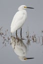 Snowy Egret wading in a shallow marsh - Florida