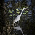 Snowy Egret Wading in the Swamp with Lily Pads Royalty Free Stock Photo