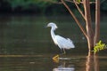 Snowy Egret wading in water Royalty Free Stock Photo