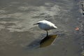 Snowy Egret waits patiently for another fresh catch along the marsh waterway Royalty Free Stock Photo