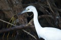 Snowy egret is walking among branches and logs in mangrove lagoon Royalty Free Stock Photo