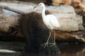 Snowy egret is walking among branches and logs in mangrove lagoon Royalty Free Stock Photo