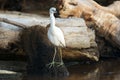 Snowy egret is walking among branches and logs in mangrove lagoon Royalty Free Stock Photo