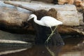 Snowy egret is walking among branches and logs in mangrove lagoon Royalty Free Stock Photo