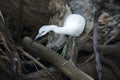 Snowy egret is walking among branches and logs in mangrove lagoon Royalty Free Stock Photo