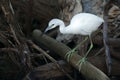 Snowy egret is walking among branches and logs in mangrove lagoon Royalty Free Stock Photo