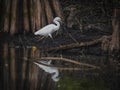 Snowy Egret Walking by a Cypress Tree Trunk Royalty Free Stock Photo