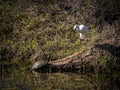 Snowy Egret and a Box Turtle Face to Face Royalty Free Stock Photo