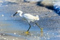 Snowy Egret Walking to Beach with Fish Royalty Free Stock Photo