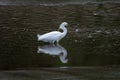 A Snowy Egret walking through the water in search of fish Royalty Free Stock Photo