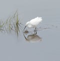 Snowy Egret walks along the shallow marsh waters looking for a meal Royalty Free Stock Photo