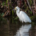 Snowy egret in the water, birdwatching photography, wildlife habitat