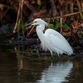 Snowy egret in the water, birdwatching photography, wildlife habitat