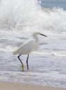 Snowy Egret and wave Royalty Free Stock Photo