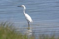 Snowy Egret in a Wetland Pond