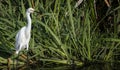 Snowy Egret