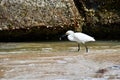 Snowy Egret With a Small Fish Royalty Free Stock Photo