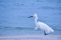 Snowy Egret on the Beach Foraging for a Meal Royalty Free Stock Photo