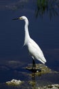 Snowy egret white heron everglades state national park florida usa