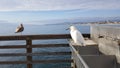 Snowy Egret or White Heron and Young Seagull at Ocean Beach Pier
