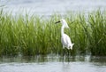 Snowy Egret in salt marsh