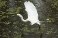 Snowy egret with wings outspread in the Florida Everglades.