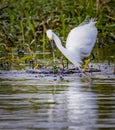 Snowy egret with yellow feet fishes for food at Myakka River Park. Royalty Free Stock Photo